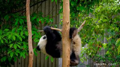 熊猫幼崽成都中国人